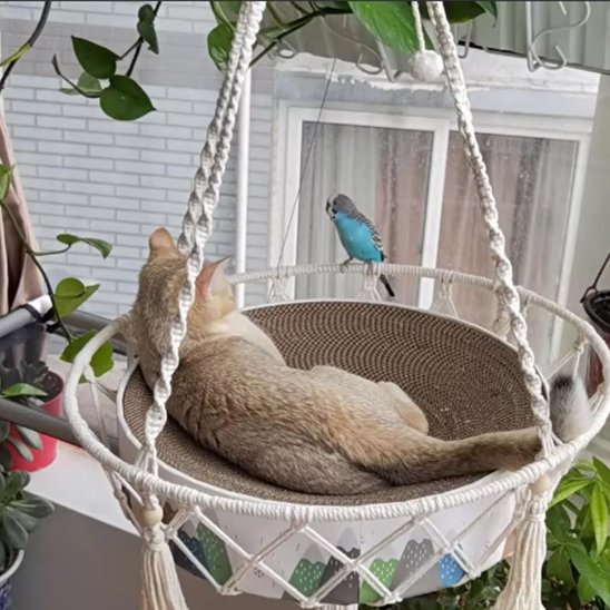 Hamac pour chat sieste délicieuse pour votre félin