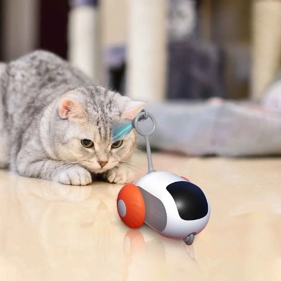 Jouet chat voiture sur roue - Chatjoue