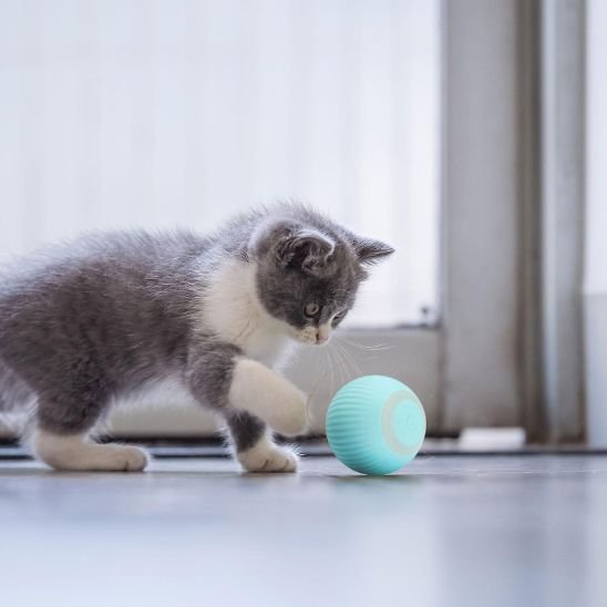 Balle Chat Automatique | Jouet Interactif - Chatjoue