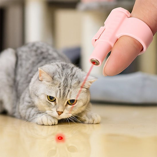 Laser chat fait courir les chats toute la journée