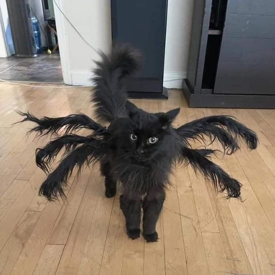 angora noire Déguisement pour chat araignée noire dans salon 