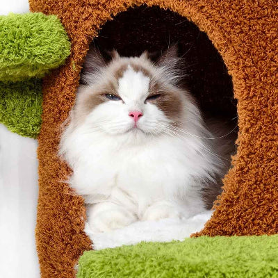 arbre à chat avec chat couché dans niche