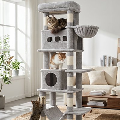 Arbre à Chat de couleur gris clair