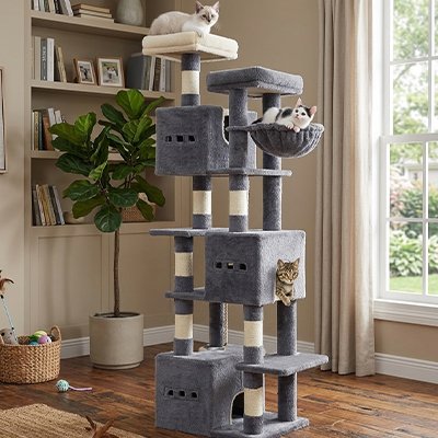 Arbre à Chat du gris foncé au gris clair