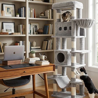 Arbre à Chat possède plusieurs niveaux 