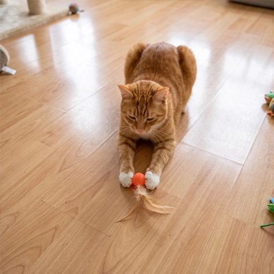  Balle chat orange posée entre patte chat dans salle jeux
