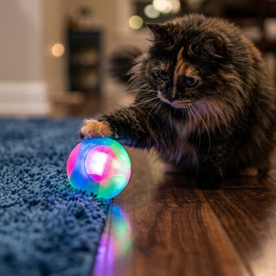 Balle pour chat élastique