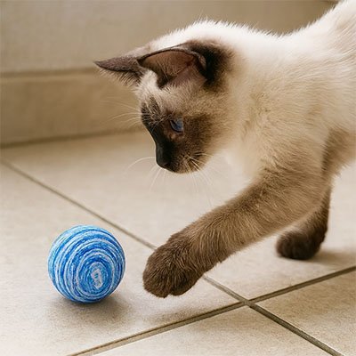 Balle pour Chat Silencieuse - Jouet Sans Bruit pour Appartement | Chatjoue - Chatjoue