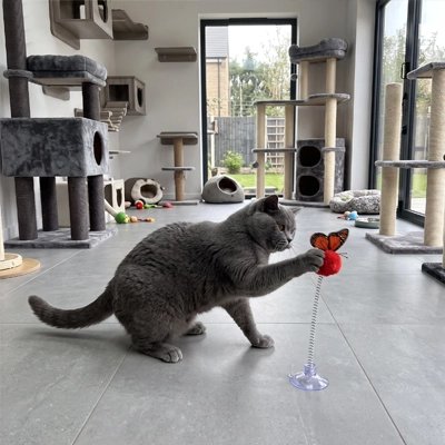chartreux s'amuse avec Jouet pour Chat et papillon rouge