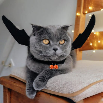 chartreux sur chaise avec Déguisement pour Chat chauve souris