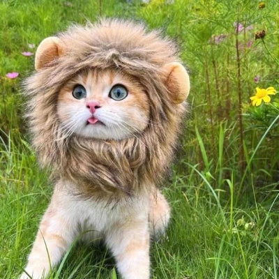 chat assis jardin Déguisement pour chat crinière lion pour photo