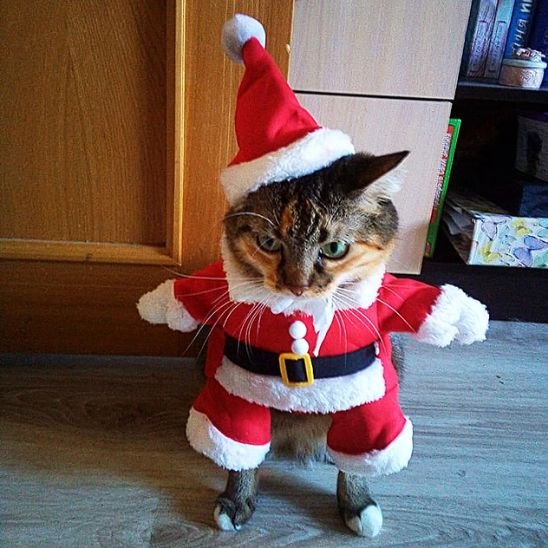 chat avec Déguisement pour chat manteau et bonnet de Noël