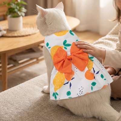 chat blanc avec Déguisement pour Chat robe orange sur canapé