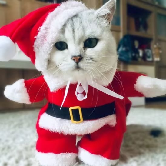 chat blanc Déguisement pour chat Père Noël rouge et blanc