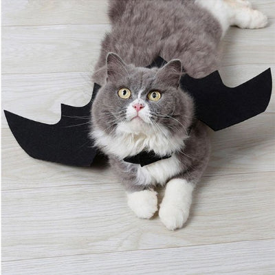 chat couché avec Déguisement pour Chat chauve souris 