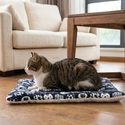 chat couché sur Tapis Chat près d'une table