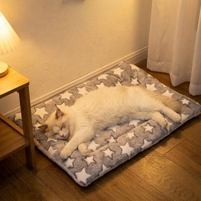 chat couché sur Tapis Chat sous lampe allumée  