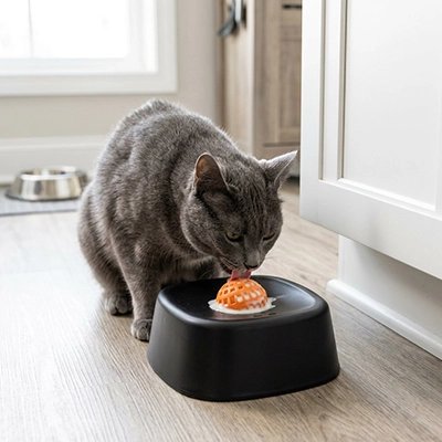chat gris lèche Gamelle anti glouton Chat noire dans cuisine