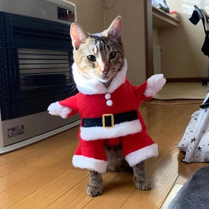 chat habillé avec Déguisement pour chat Père Noël sans bonnet