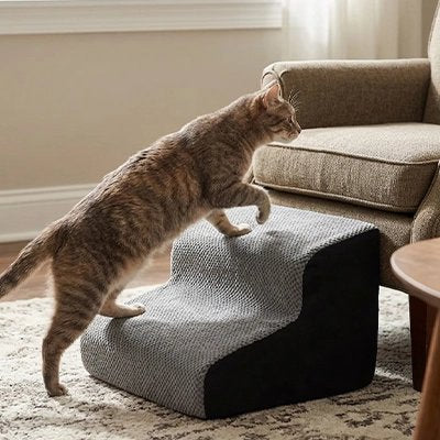 chat monte Escalier pour chat pour aller sur canapé