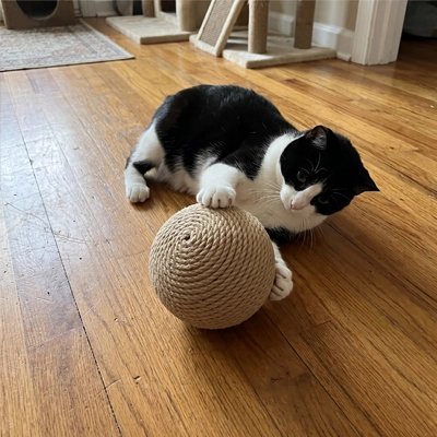 chat noir et blanc joue Balle pour chat sur sol