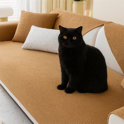 chat noir sur Protection canapé chat marron sur canapé crème 