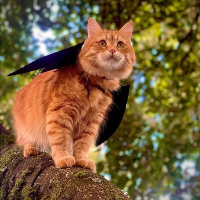chat porte Déguisement pour Chat chauve souris monté sur branche