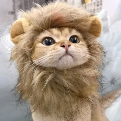 chat porte fièrement Déguisement pour chat crinière lion pour photo
