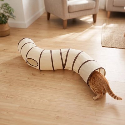 chat roux rentre dans Tunnel pour Chat courbé
