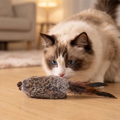 chat siamois sent Jouet Chat parterre 