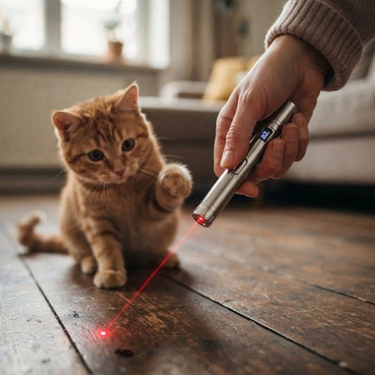 chaton joue avec Laser a chat utilisé par homme