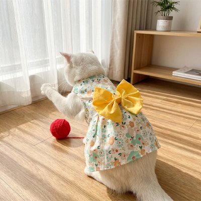 chatte avec Déguisement pour Chat jaune joue avec balle rouge