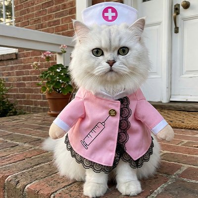 chatte devant maison avec Déguisement pour Chat infirmière rose