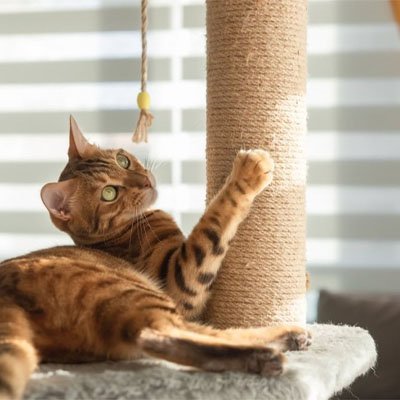 Corde Arbre A chat adapter à tous les arbres | Robuste Naturellechat - Chatjoue
