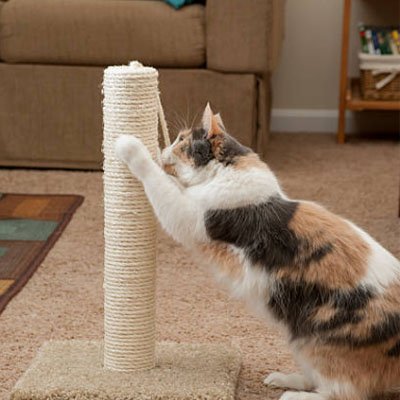 Corde arbre à chat en sisal remplacement | NaturPlay - Chatjoue