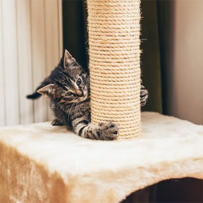 Corde arbre à chat en sisal remplacement | NaturPlay - Chatjoue
