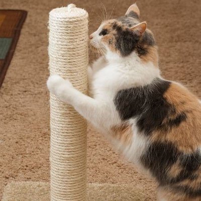 Corde pour arbre à chat idéal en remplacement | RobustNature - Chatjoue