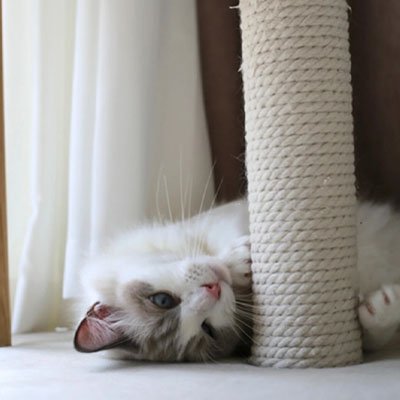 Corde pour arbre à chat idéal en remplacement | RobustNature - Chatjoue