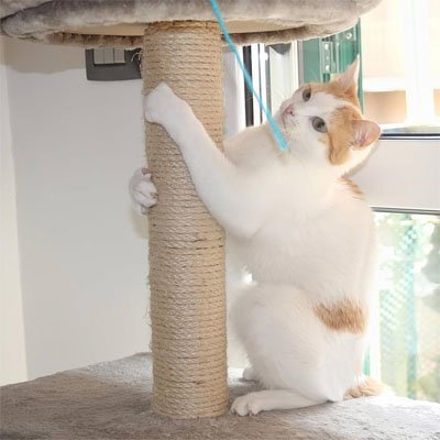 Corde pour arbre à chat idéal en remplacement | RobustNature - Chatjoue