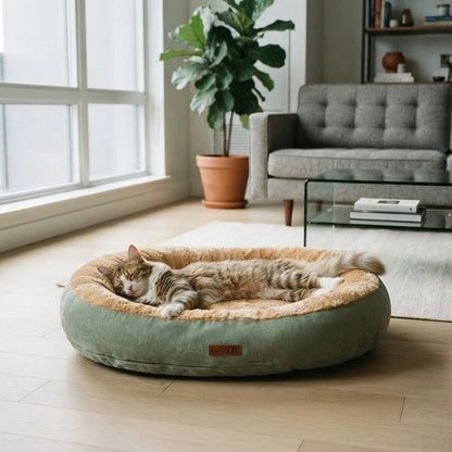 Coussin à Chat vert chat couché dedans devant fenêtre