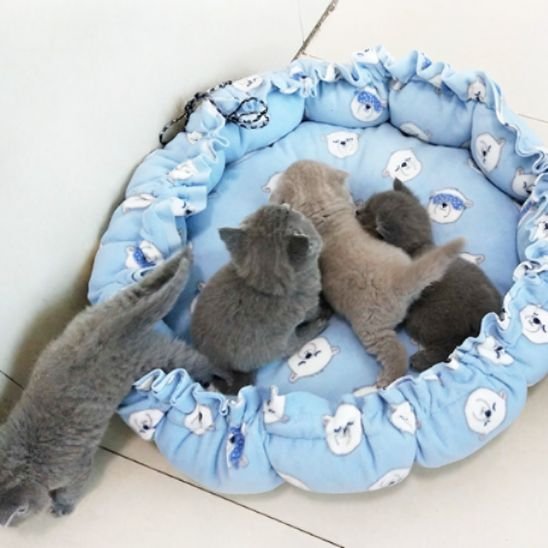 coussin chat pour tous les chats