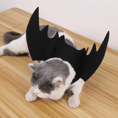 Déguisement pour Chat chauve souris dos chat allongé sur sol