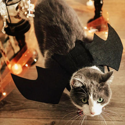 Déguisement pour Chat chauve souris sur dos chat dans salon