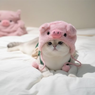 Déguisement pour Chat cochon chat sur lit