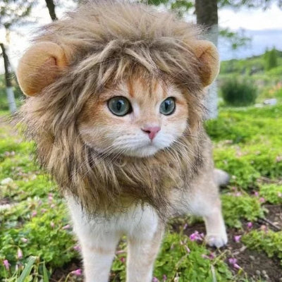 Déguisement pour chat crinière lion sur tête chat dans jardin