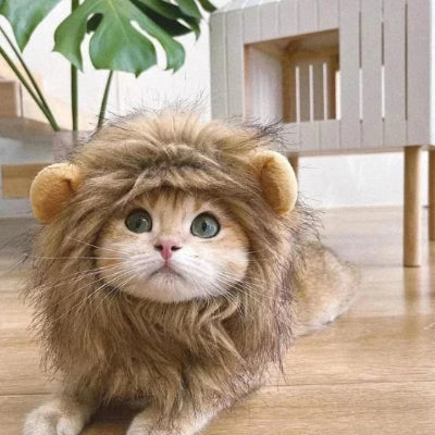 Déguisement pour chat crinière porté par chat couché dans salon