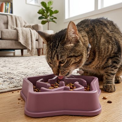 Gamelle anti glouton Chat en couleur mauve