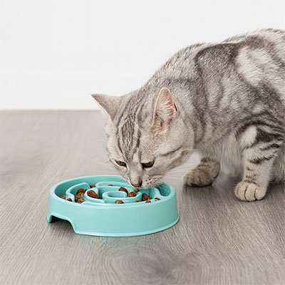 Gamelle anti glouton chat pour nourriture sèche  ou croquettes