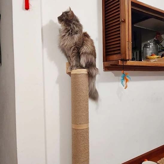 Griffoir Chat Poteau | Design & Durable - Chatjoue