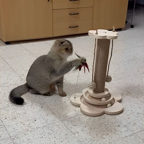 Griffoir chat en bois sert de jeu de balle et de griffoir